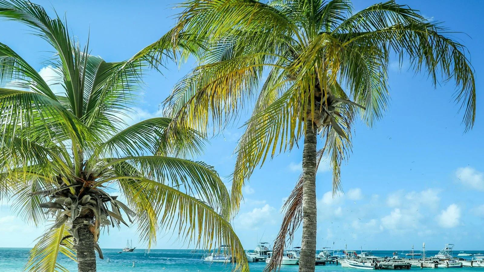 A white and yellow boat drawn up on the sand under the palms